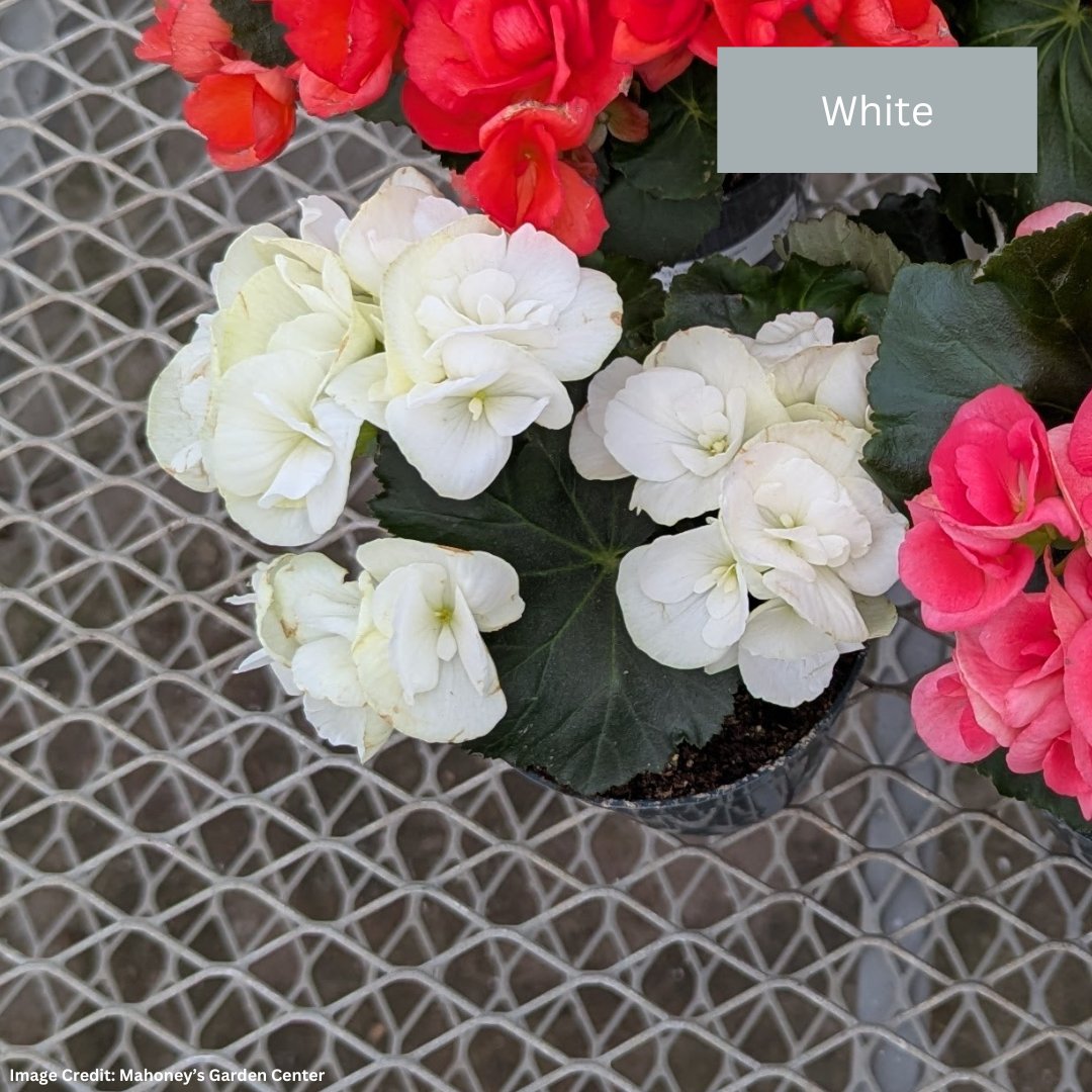 Begonia Rieger – 4″ / 4.5″